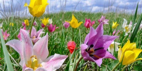 Shrenka tulipan iz crvene knjige: fotografija i opis, gdje raste